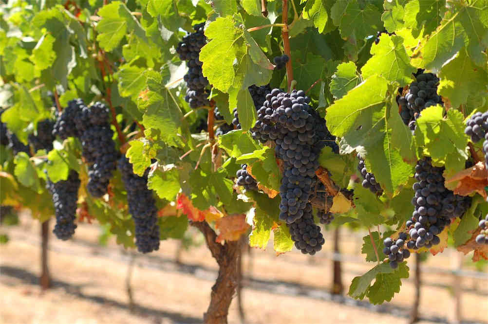 winorosl_wino_winogrona