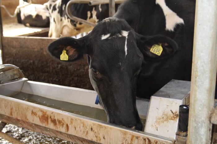 woda pitna, wołowina, produkcja zwierzęca, drób