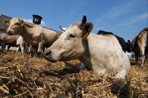 podlaska izba rolnicza, rozporządzenie, prawo,  COVID–19
