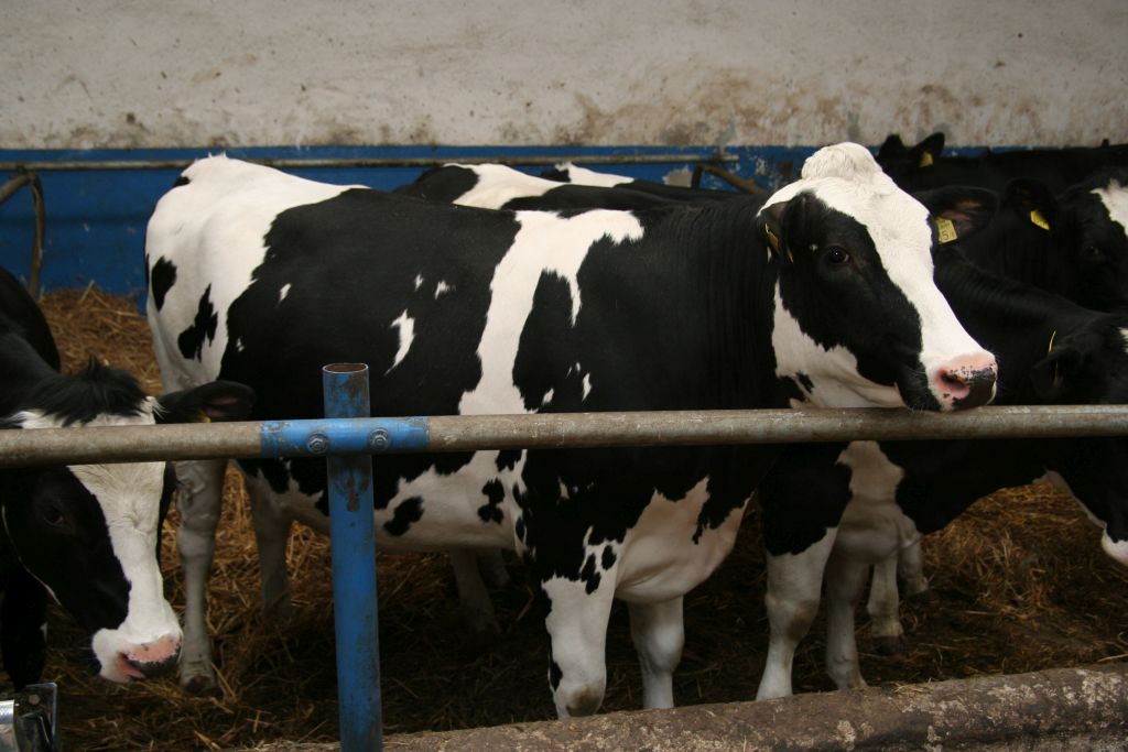 wysokowydajne krowy, bydło mleczne,