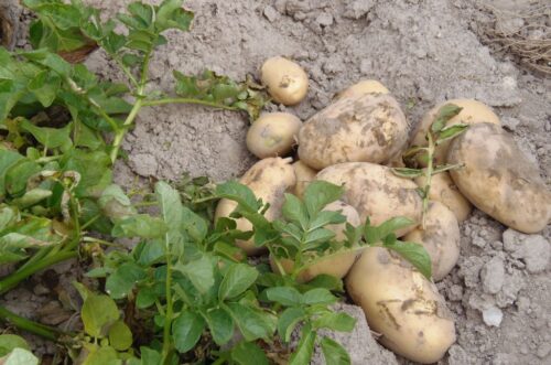 Państwowa Inspekcja Ochrony Roślin i Nasiennictwa, bakteria CMS, ziemniaki