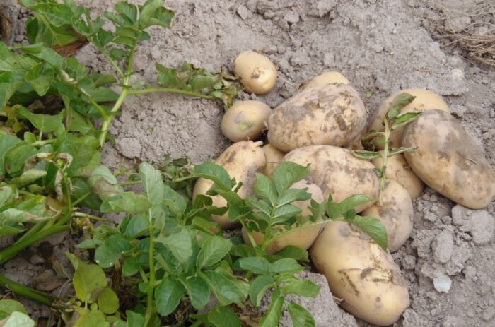 Państwowa Inspekcja Ochrony Roślin i Nasiennictwa, bakteria CMS, ziemniaki