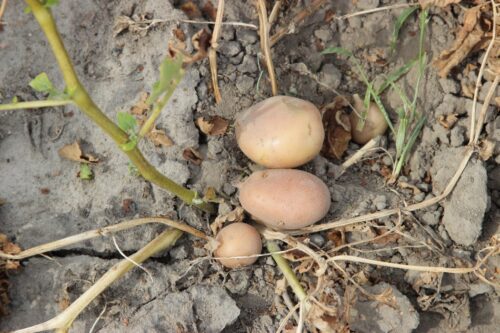 susza, niedobór wody, susza rolnicza, susza 2020