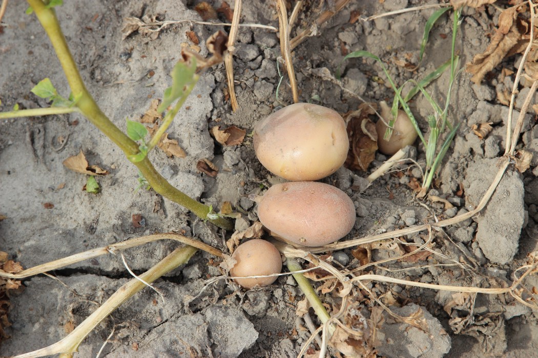 susza, niedobór wody, susza rolnicza, susza 2020