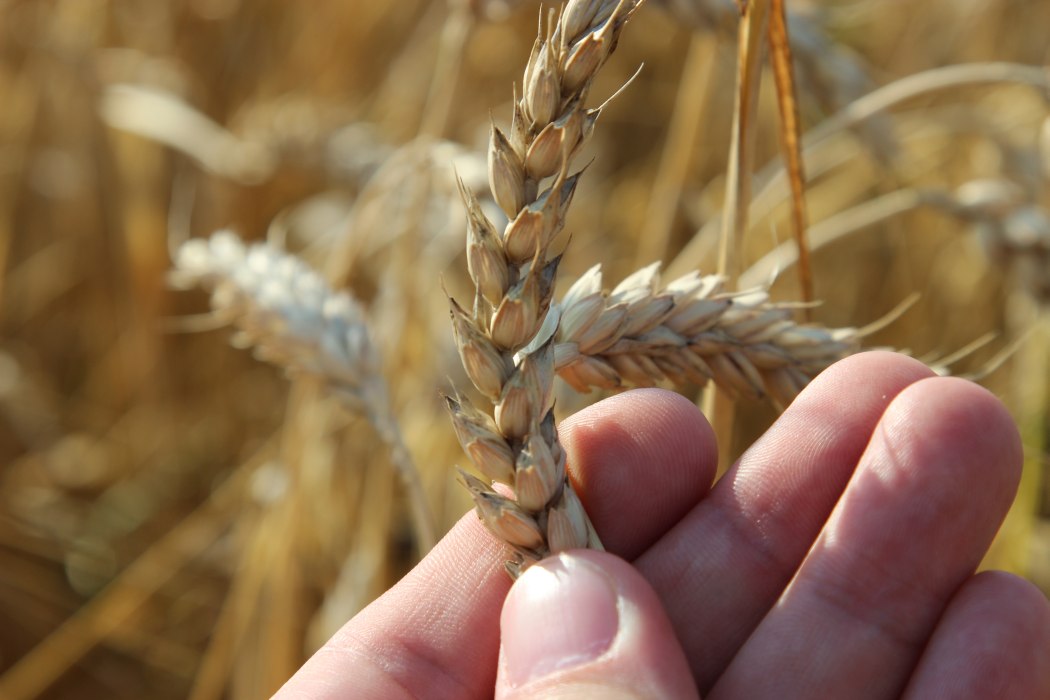 zboża, Syngenta, Moddus Start, regulator wzrostu