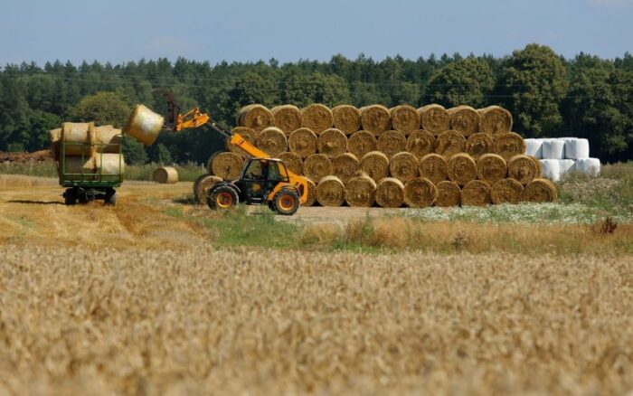 Instytut Ekonomiki Rolnictwa i Gospodarki Żywnościowej, Jadwiga Seremak-Bulge, zbiory zbóż