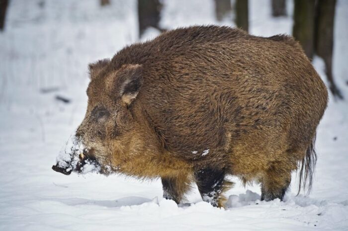 pola niszczone przez dziki, podlasie, Mieczysław Baszko