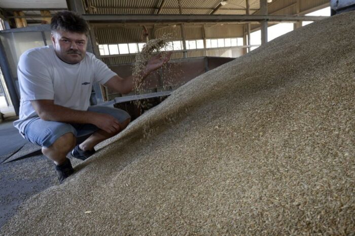 Izba Zbożowo-Paszowa, skup zbóż, sprzedaż zbóż