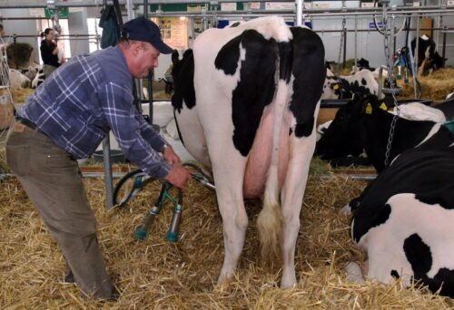 rok kwotowy, kwota mleczna, kara za nadprodukcję mleka