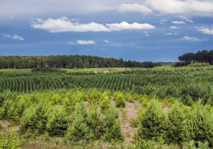 lasy państwowe, Katarzyna Kępka, ministerstwo środowiska, Wiesław Krzewina
