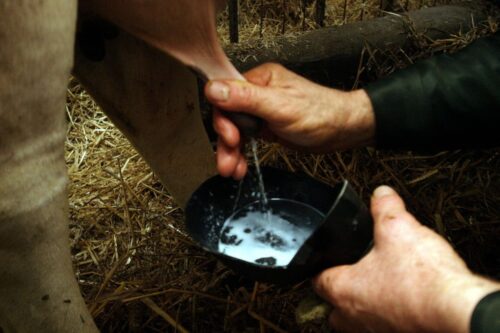 rok kwotowy, kwota mleczna, kara za nadprodukcję mleka