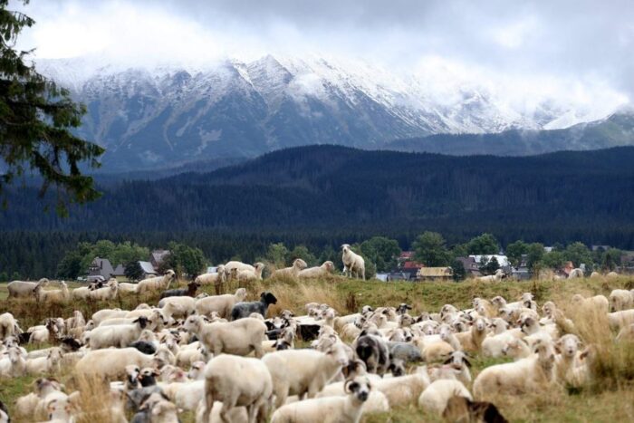 Islandia, choroba owiec, Jonas Eliasson