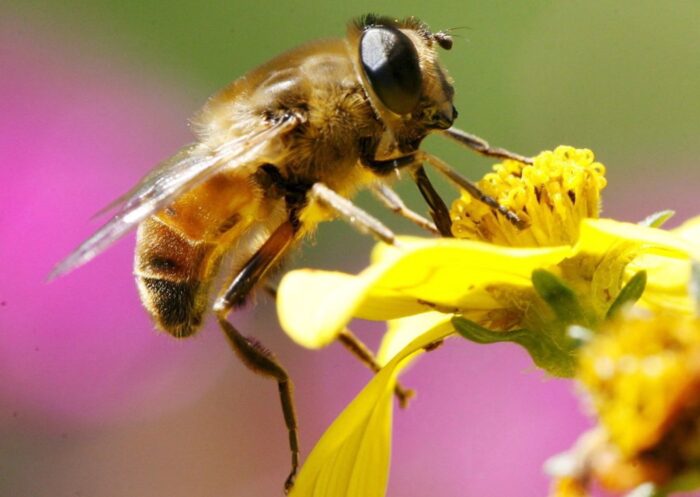 greenpeace, adoptuj pszczołę, katarzyna jagiełlo