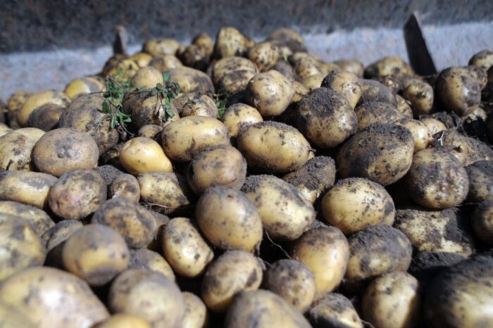Dobrosułów, Święto Pieczonego Ziemniaka, lubuskie