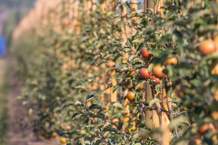 Instytut Uprawy Nawożenia i Gleboznawstwa, susza rolnicza, ziemniaki