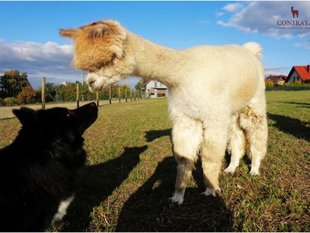 alpaki, Joanna Najbar, hodowla alpak Coniraya
