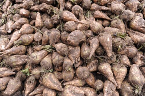 buraki cukrowe, cukier, produkcja, uprawa buraków, ministserstwo rolnictwa, Krzysztof Jurgiel