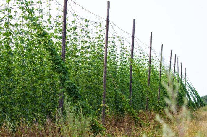 Chmiel krasnostawski, Lista Produktów Tradycyjnych, lubelszczyzna