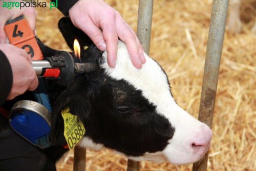 dekoronizacja bydła