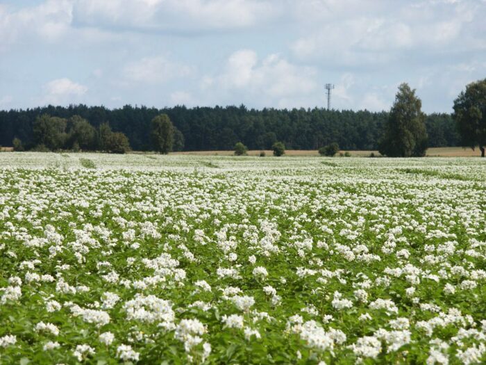 Pomorsko-Mazurska Hodowla Ziemniaka, Konkursu Bezpieczne Gospodarstwo Rolne, sylwester grotkowski