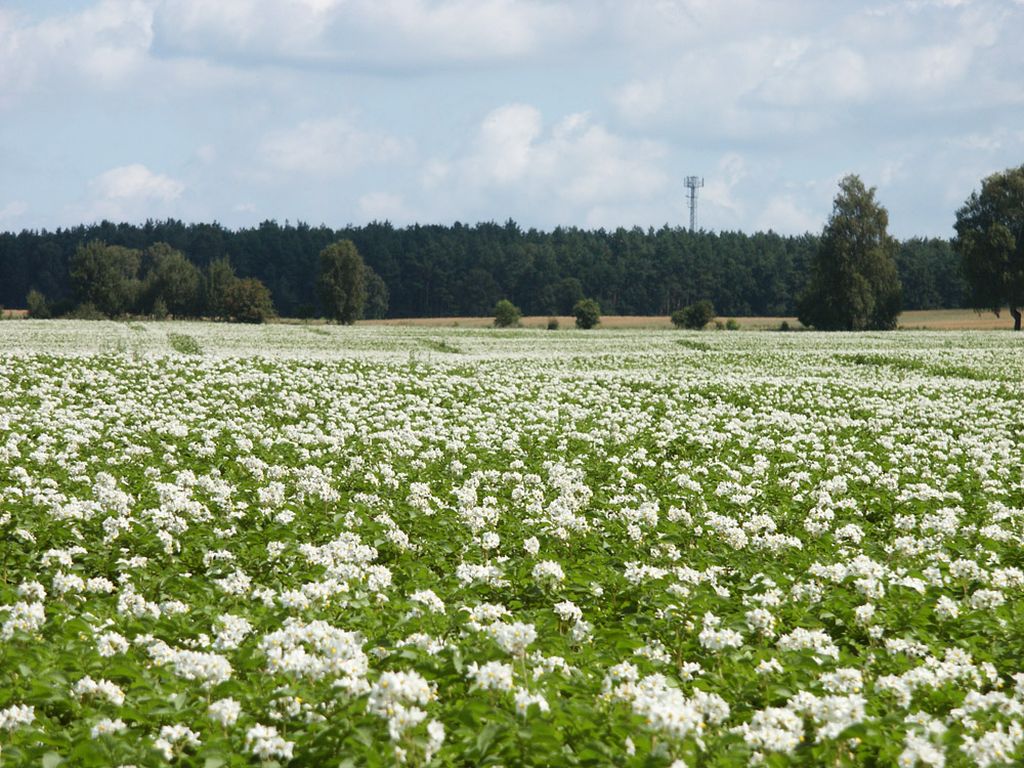 Pomorsko-Mazurska Hodowla Ziemniaka, Konkursu Bezpieczne Gospodarstwo Rolne, sylwester grotkowski