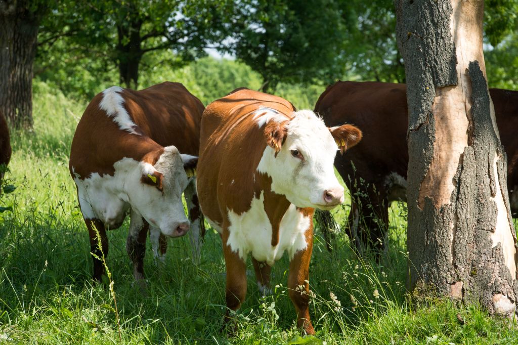 hereford, buhajki, sekcja, PZHiPBM