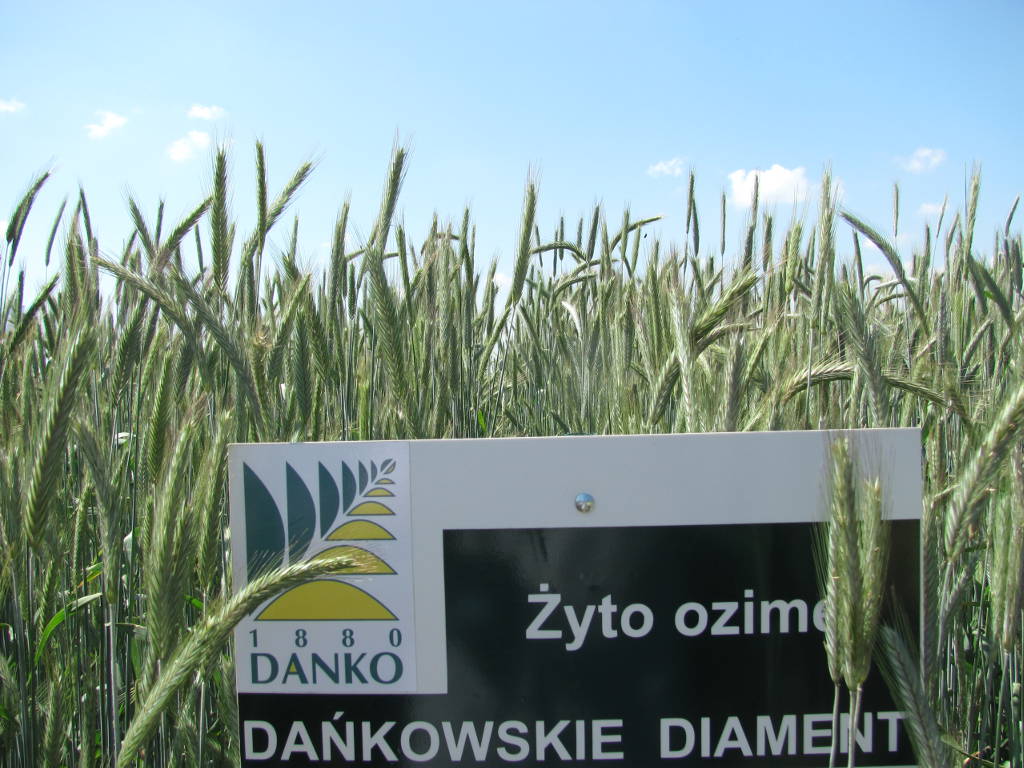 żyto zalecane odmiany