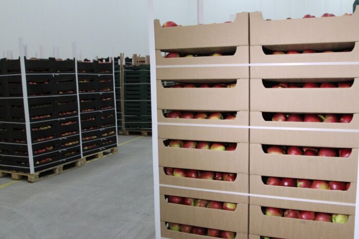 owoce, zbiory owoców, jabłka, Eberhard Makosz, Towarzystwo Rozwoju Sadów Karłowatych