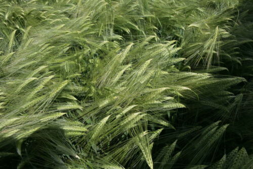 zboza_ochrona_herbicydowa+boxer