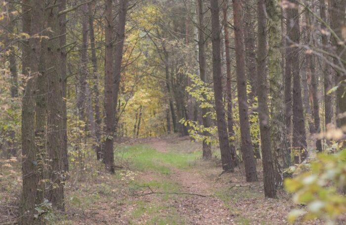 wylesianie Ziemi, Koalicja Klimatyczna, ekspansja rolnictwa, Maria Staniszewska, Lasy Państwowe