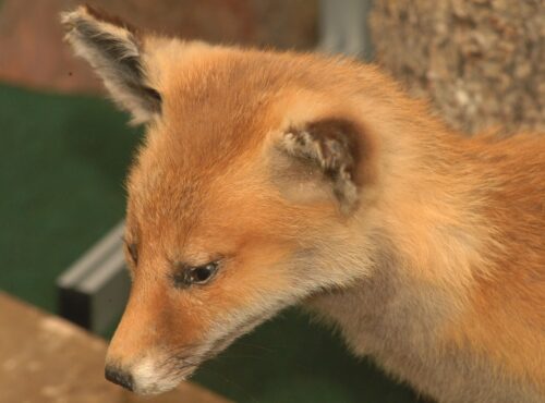 lis kradł buty w berlinie, niemcy, lis złodziejem