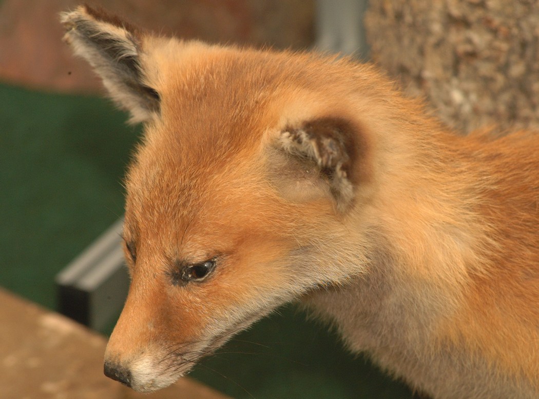 lis kradł buty w berlinie, niemcy, lis złodziejem