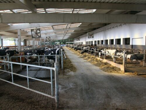 obora, modernizacja, krowy, gospodarstwo butor-fleszar