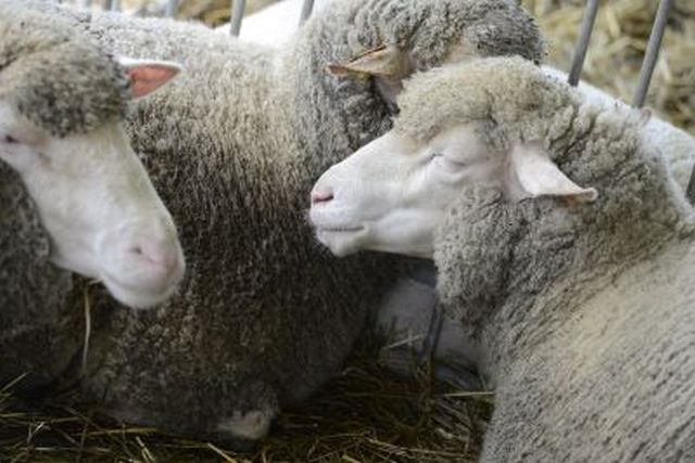 mięso owcze, mięso kozie, Nowa Zelandia, Australia