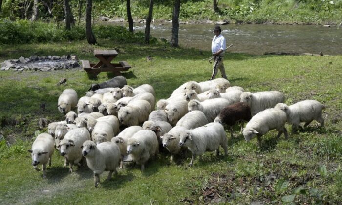 mieso kozie, mięso owcze, kontyngent taryfowy