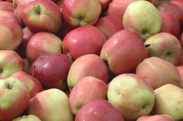 owoce_jablka_algi
