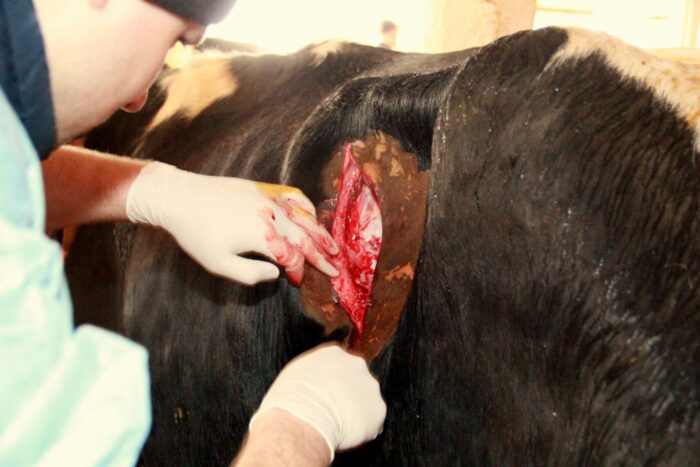 przemieszczenie_trawienca_lpt_ppt