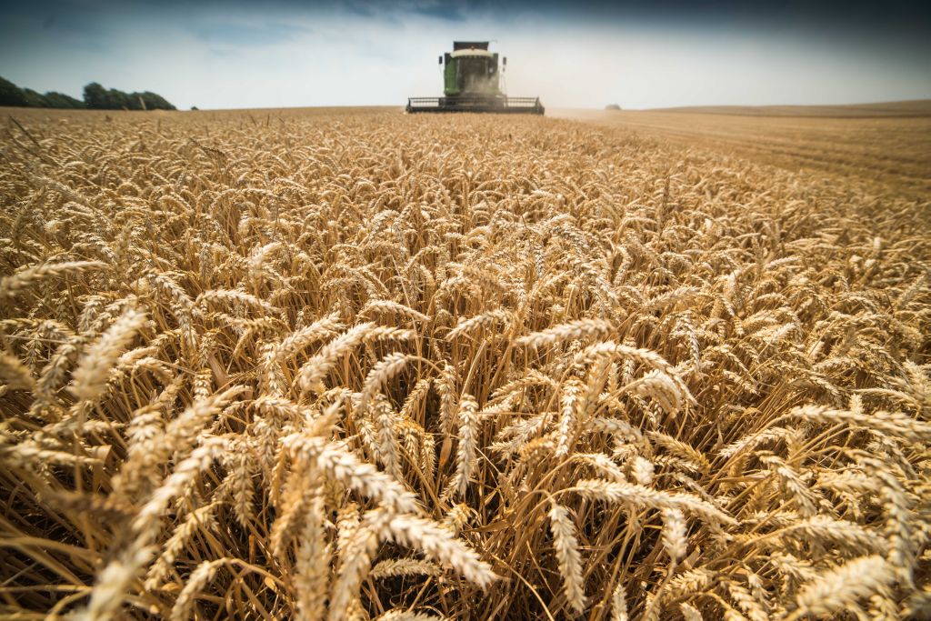 Firma analityczna SovEcon , zbiory zbóż, rosja