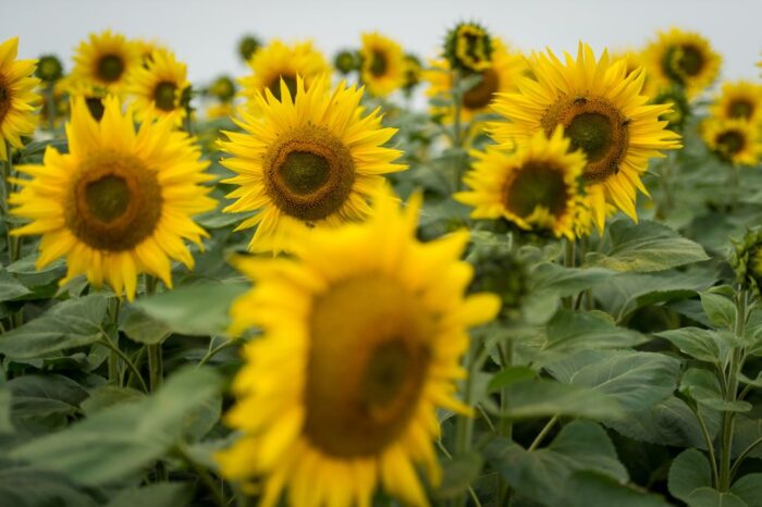 rośliny oleiste, rzepak, słonecznik