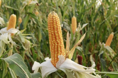 plonowanie zbóż, mars, plony zbóż, pszenica, kukurydza, jęczmień