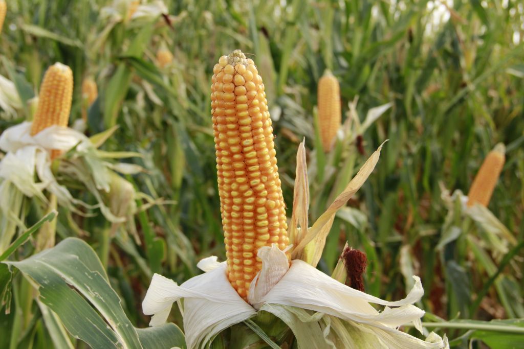 plonowanie zbóż, mars, plony zbóż, pszenica, kukurydza, jęczmień