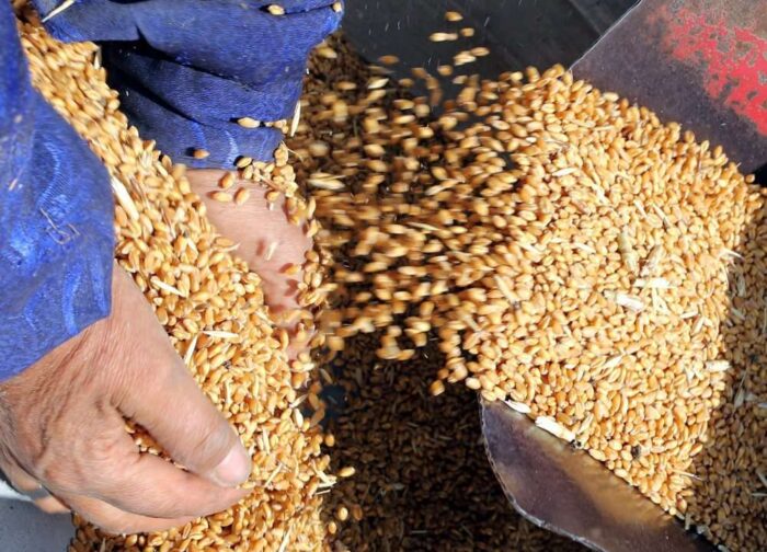 ziarno, zboża, pszenica, Agencja Rynku Rolnego, żywiec wieprzowy