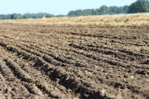 zboża, cykl konferencji, Polskie zboża - najlepsza i bezpieczna żywność