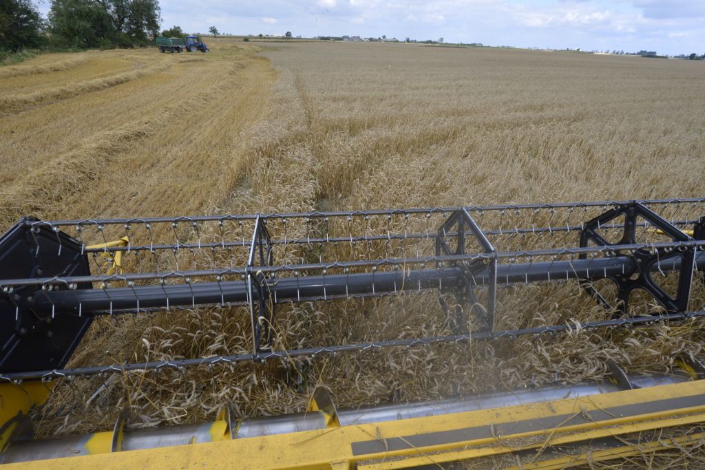 główy urząd statystyczny, zboża jare, zboża ozime, produkcja zbóż