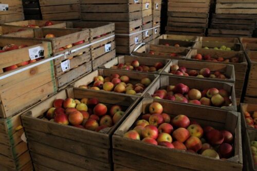 Światowy Dzień Żywności, marek borowski, marnowanie żywności