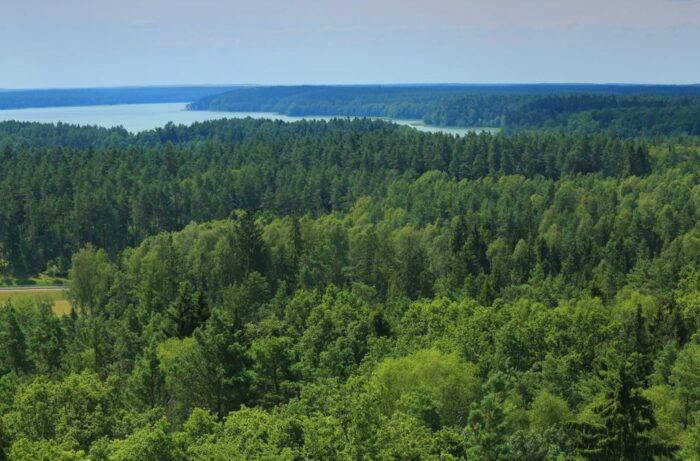 nowela ustawy o lasach, prywatyzacja lasów, andrzej duda