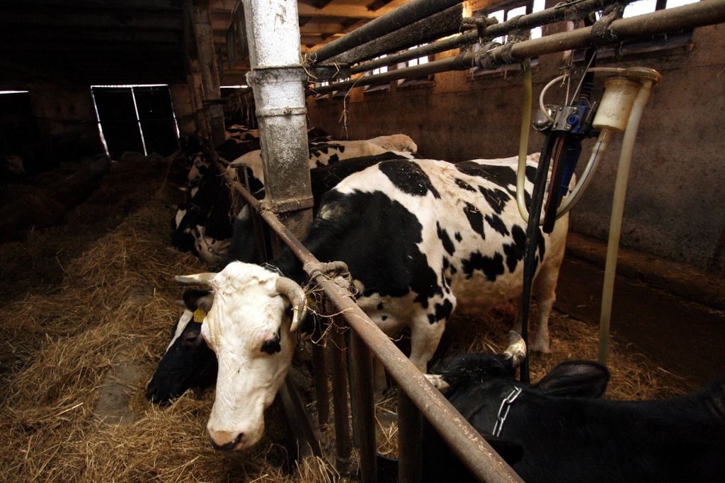 skup mleka, ceny mleka, rynek mleka