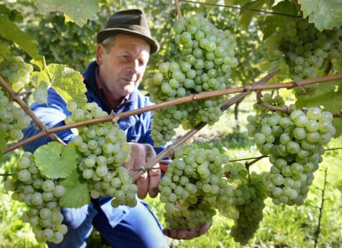 biopaliwa, odpady z winogron, rachel burton, Uniwersytet w Adelajdzie