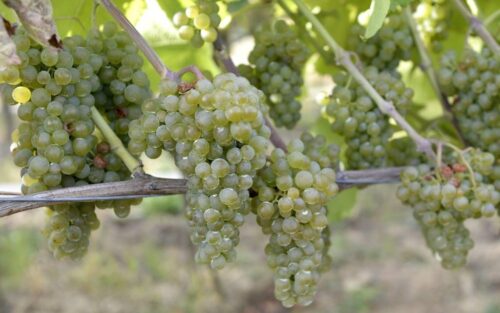 związek rolników Coldiretti, winobranie, włochy, winogrona