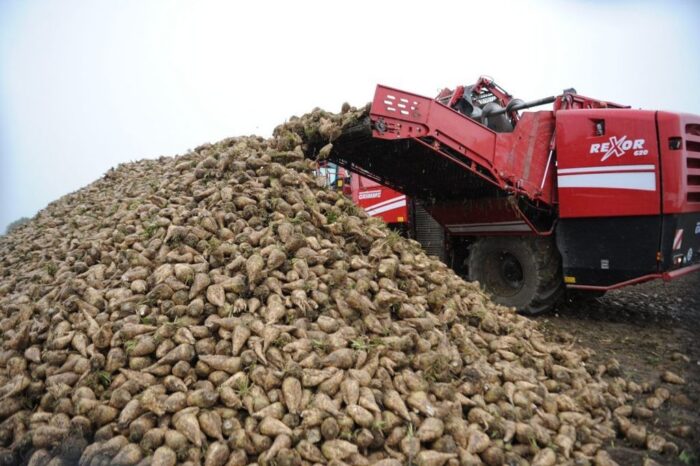 Instytut Ekonomiki Rolnictwa i Gospodarki Żywnościowej, zbiory buraka cukrowego, produkcja cukru